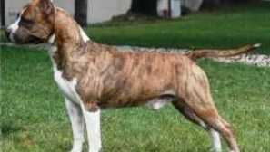 Staffordshire terrier: charakteristika plemene, fotografie, barvy, péče, vzdělávání, krmení, důstojnost